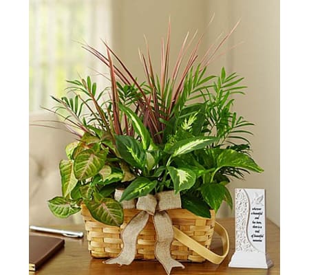 Classic Dish Garden For Sympathy with Memory Plaque