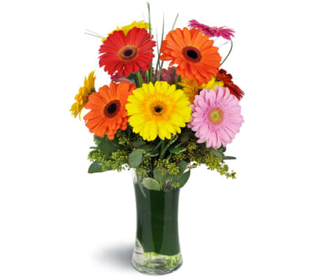 Daisy Rainbow™