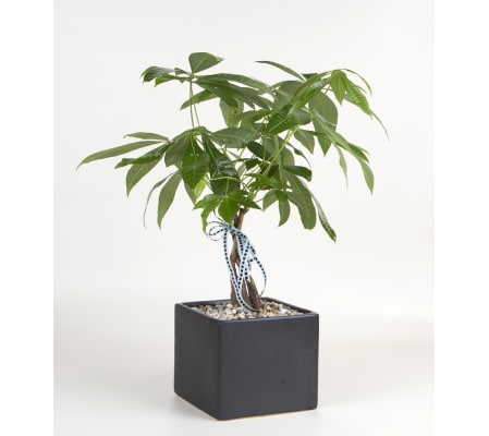Decorative Money Tree