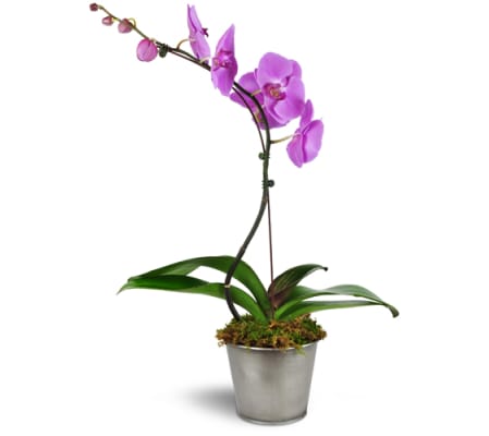 Phalaenopsis Orchid