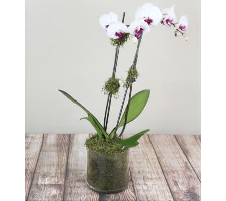 Classic Orchid Plant