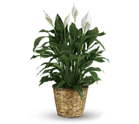PEACE LILY BF236