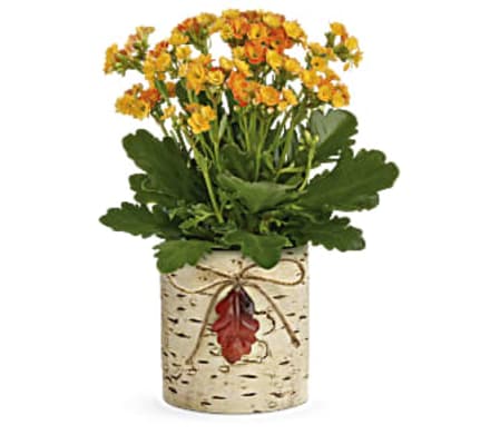 Teleflora's Living Autumn Kalanchoe Plant