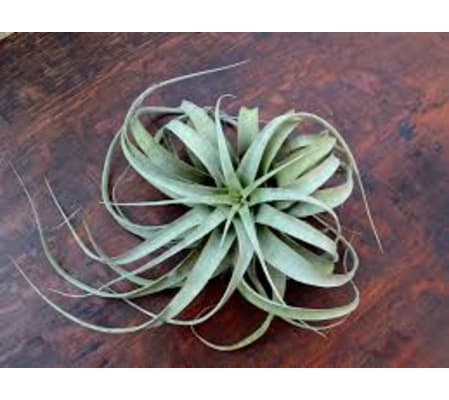 air plant xerographica