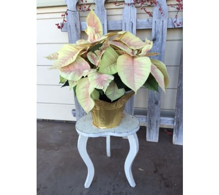 Glamour Holiday Poinsettia