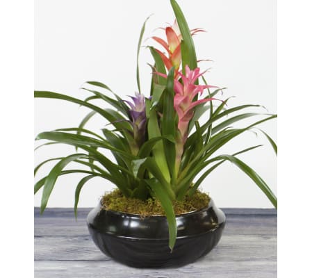 Multi Colored Bromeliad