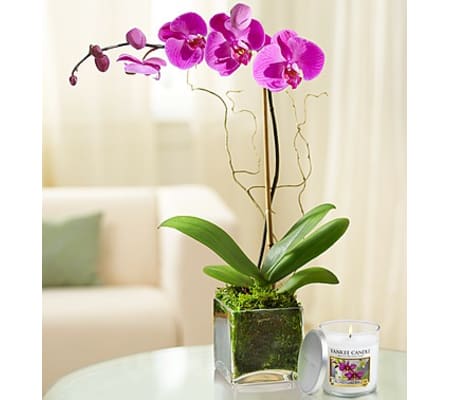 Elegant Orchid