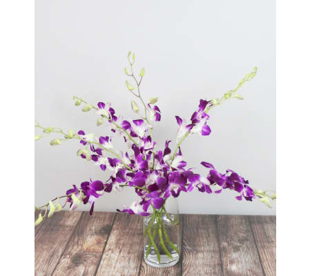 Ornate Orchids