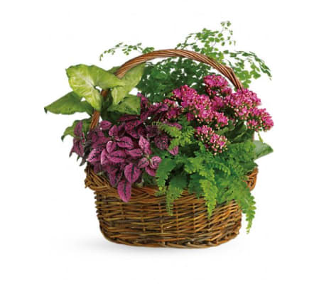 Secret Garden Basket TF