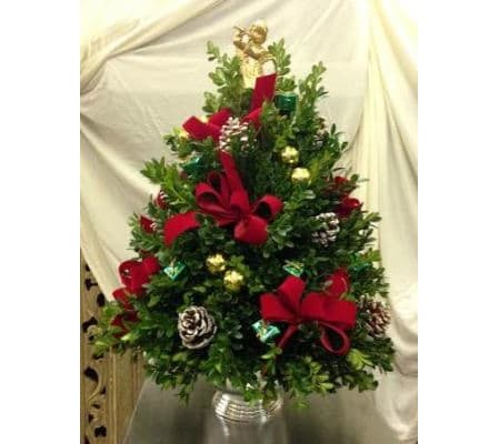 Holiday Boxwood Tree