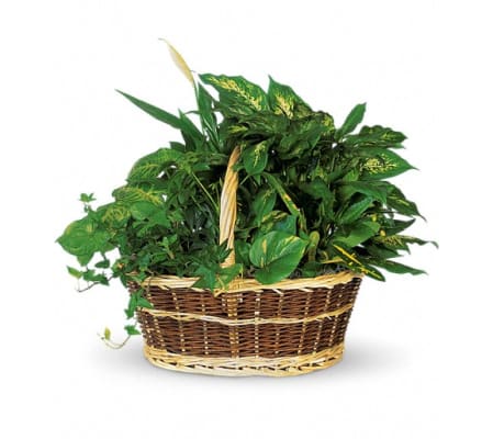 Large Basket Garden