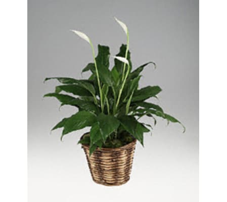 Soothing Peace Lily Plant