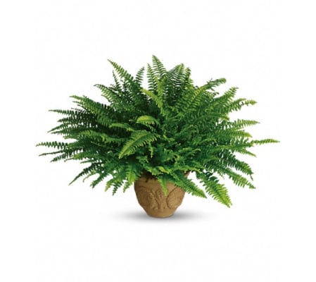 Teleflora's Heartwarming Thoughts Boston Fern