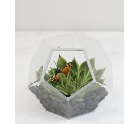 Sweet Succulent