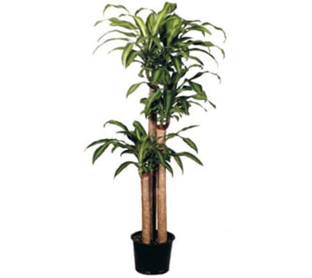 Corn Cane Plant
