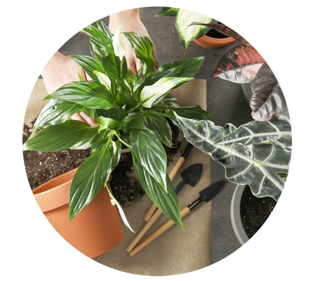 Florist's Choice Plant for Mother's Day