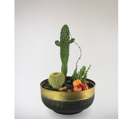 Stargazer's Cactus Garden