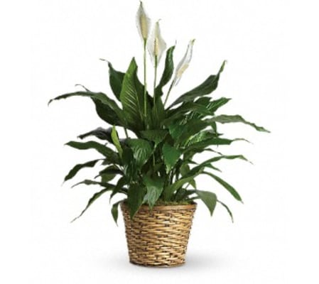GRACEFUL GREEN PLANT