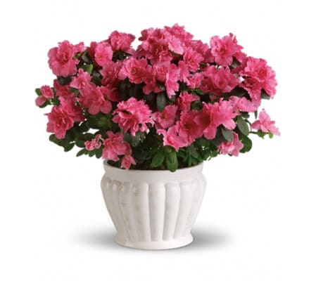 Pretty in Pink Azalea