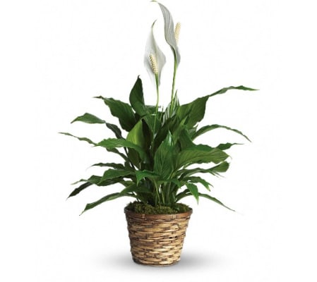 Simply Elegant Spathiphyllum - Small