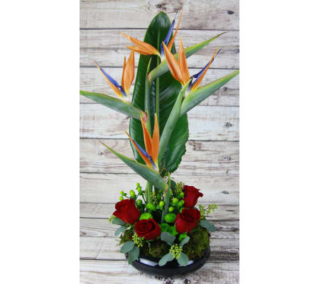Zen Birds of Paradise