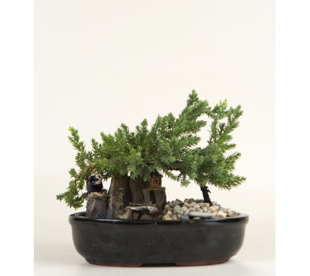Decorative Bonsai Plant