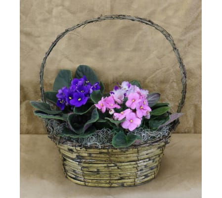 African Violet Basket of Color