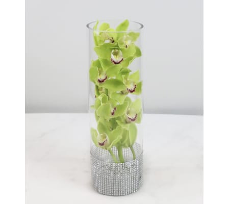 Romantic Orchid