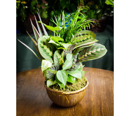 All Occasion Dishgarden