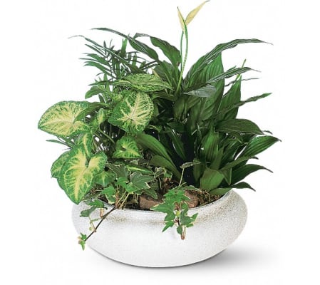 Medium Dish Garden