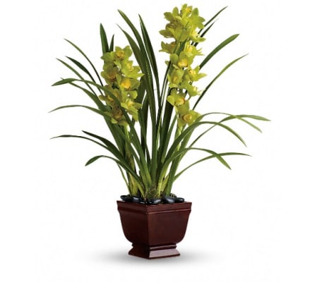 Teleflora's Splendid Orchids