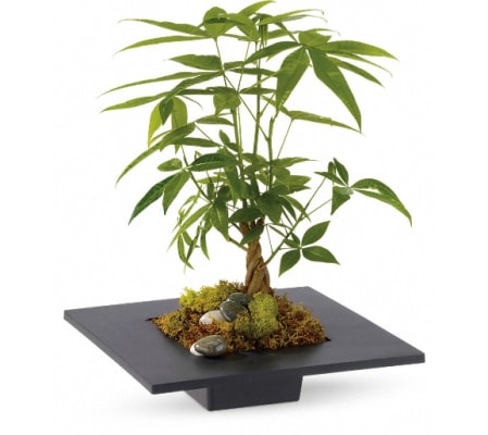 Money Tree