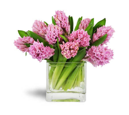 Sweet Pink Hyacinth™