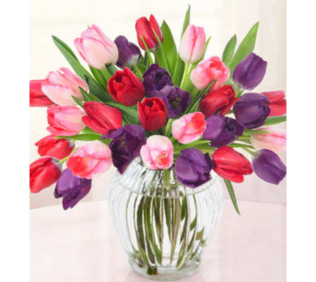 Lovely Tulips