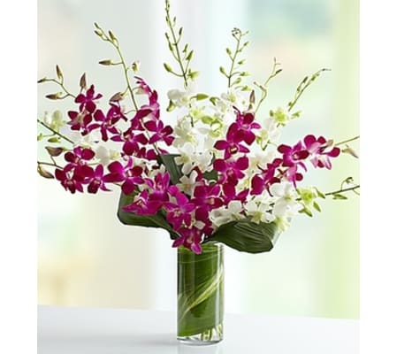 Orchid Embrace™ - Mixed