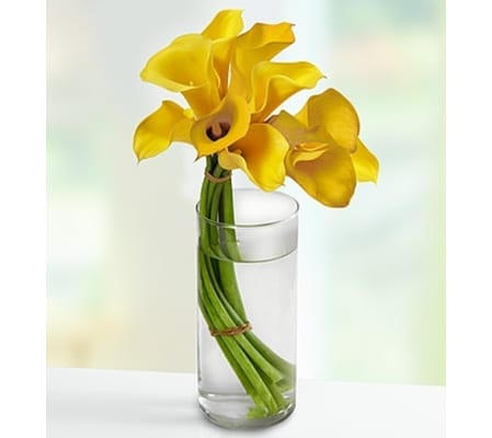 Captivating Calla Lilies™