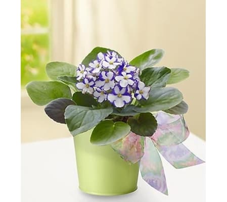 Violet in Green Planter