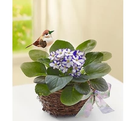 Violet Plant in Birds Nest
