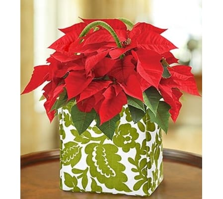 Poinsettia Plant in a Tote