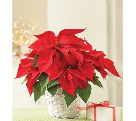 Poinsettia Plant for Sympathy