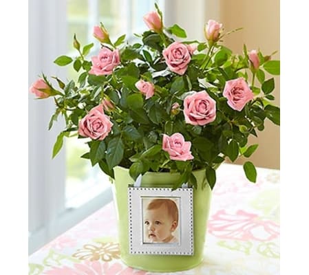 Rose Plant in Green Planter