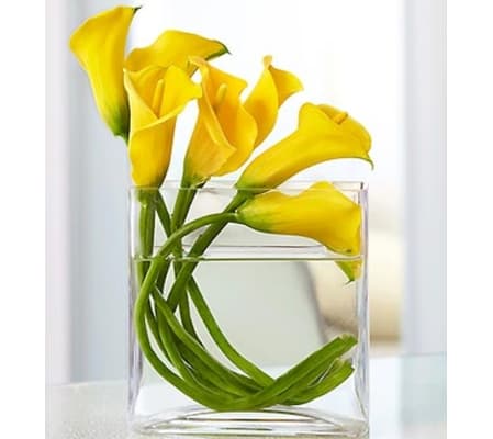 Mini Calla Lily in Rectangle