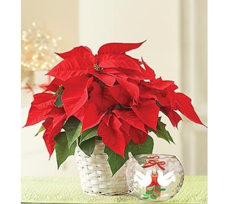 Poinsettia Plant with Votive