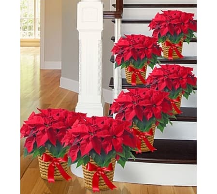 Poinsettia Package - Six