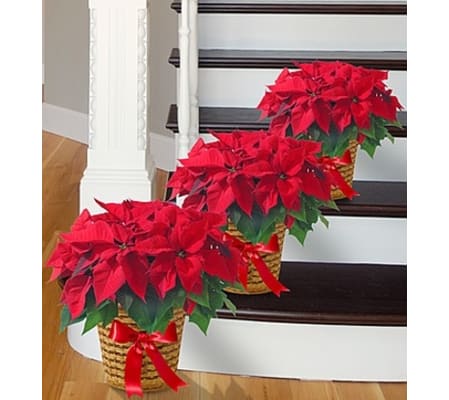 Poinsettia Package - Three