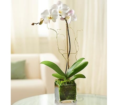 White Phalaenopsis Orchid for Sympathy