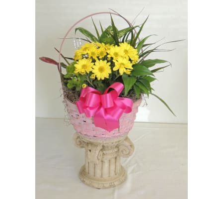 Yellow Daisy Dish Garden