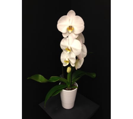 Cascading Orchid