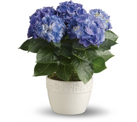 Happy Hydrangea - Blue