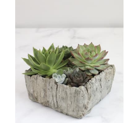 Splendid Succulents